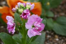 ストック(ピンク)