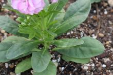 ストック(ピンク)