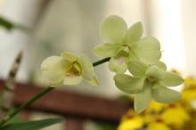 デンドロビウム