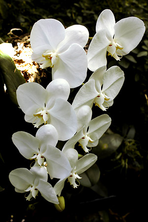 コチョウラン(胡蝶蘭)