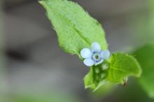 ハナイバナ(葉内花)