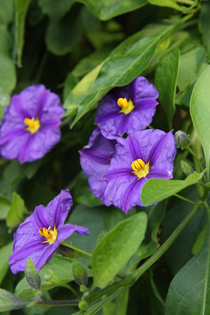 シホウカ(紫宝華)