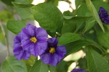 シホウカ(紫宝華)