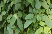 シホウカ(紫宝華)