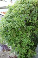 シホウカ(紫宝華)