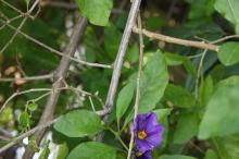 シホウカ(紫宝華)