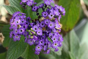 ヘリオトロープ