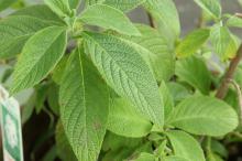 ヘリオトロープ