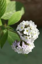 ヘリオトロープ