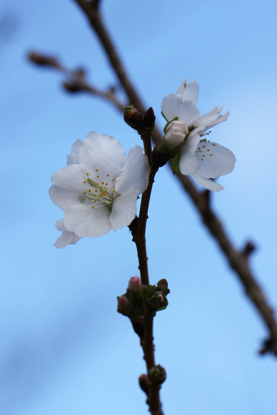 お花の写真集 / フユザクラ(冬桜)