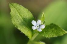 ハナイバナ(葉内花)