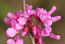 ハナズオウ(花蘇芳)