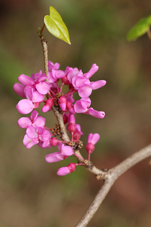 ハナズオウ(花蘇芳)