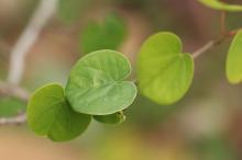 ハナズオウ(花蘇芳)