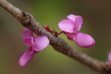 ハナズオウ(花蘇芳)