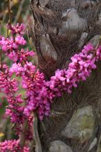 ハナズオウ(花蘇芳)