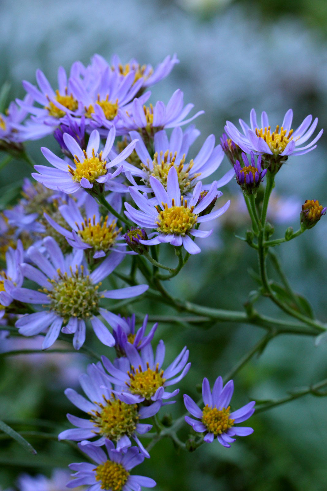 お花の写真集 シオン 紫苑