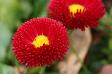 デージー/ヒナギク(赤)