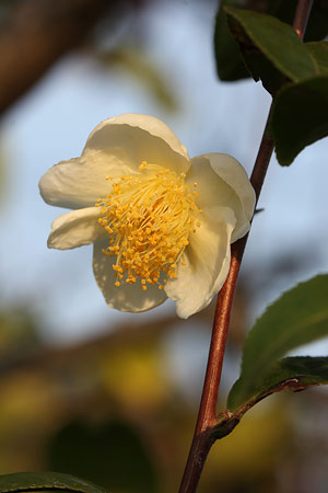 チャノキ(茶の木)