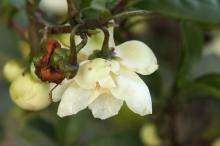 チャノキ(茶の木)