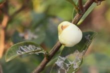 チャノキ(茶の木)