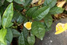 チャノキ(茶の木)