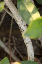 チャノキ(茶の木)