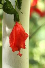 ヒメフヨウ(姫芙蓉)