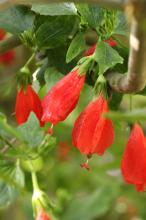 ヒメフヨウ(姫芙蓉)