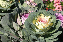 ハボタン(葉牡丹)