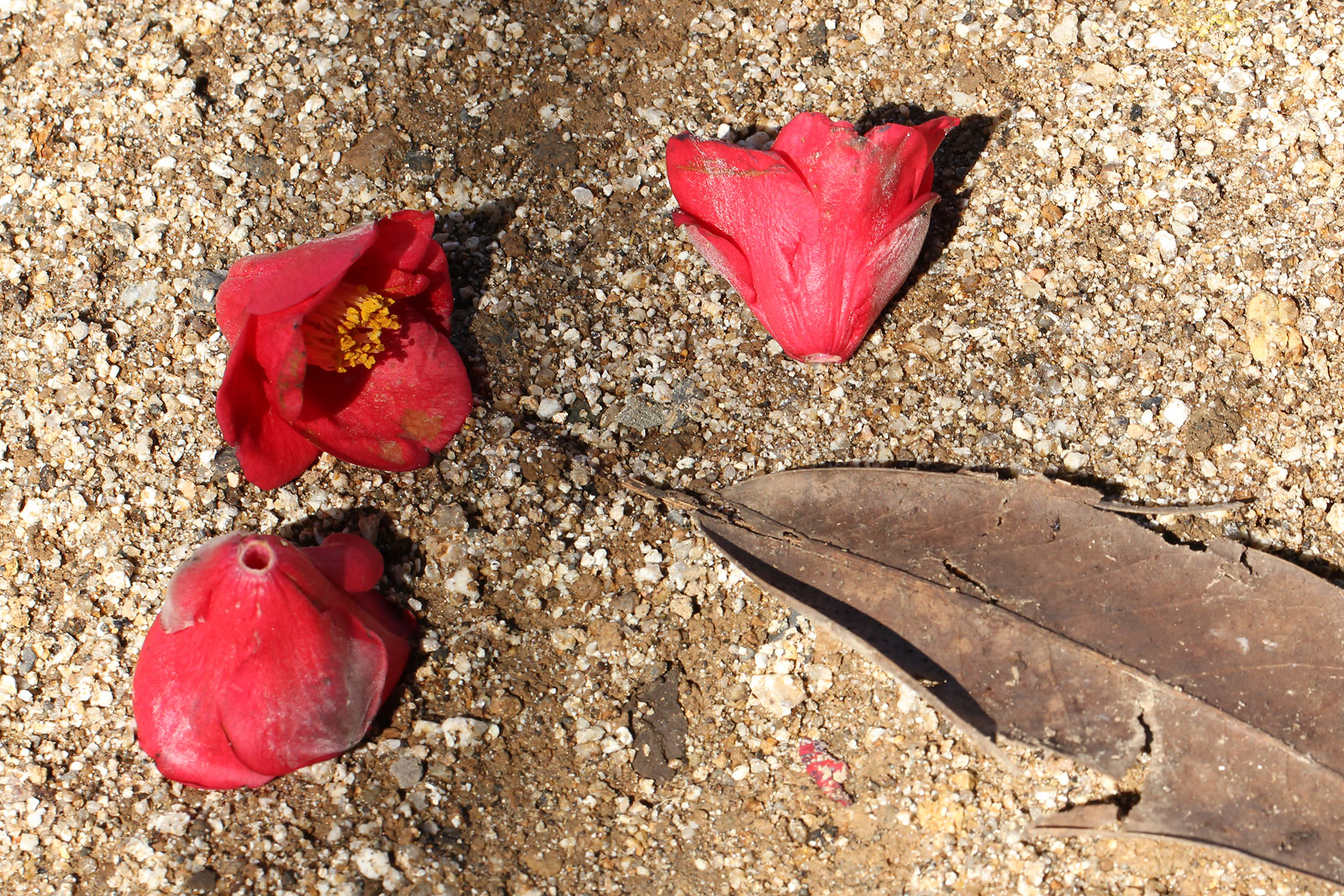 椿と山茶花の違い 見分け方 お花の写真集