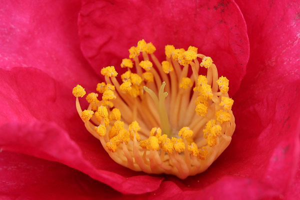 椿と山茶花の違い 見分け方 お花の写真集
