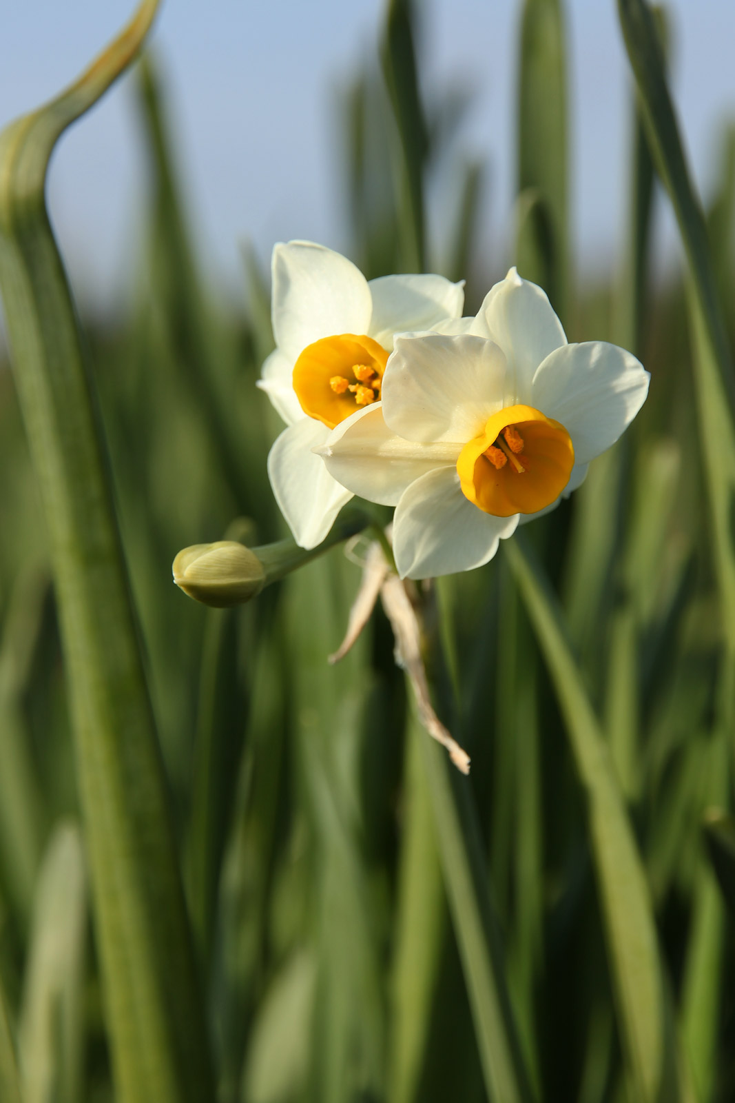 花冠 Sunset Valley Orchids - Superior Hybrids for Orchid Growers