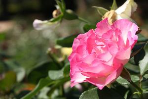 ストロベリーアイス