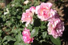 ストロベリーアイス