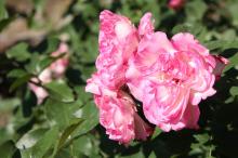 ストロベリーアイス