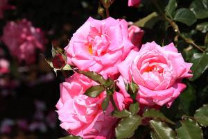 プリンセスチチブ