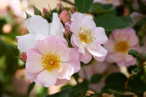 フラワーガール