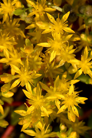 マンネングサ(万年草)