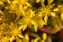 マンネングサ(万年草)