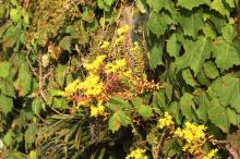 マンネングサ(万年草)