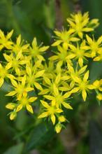 マンネングサ(万年草)