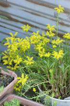 マンネングサ(万年草)