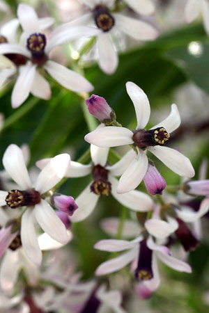 センダン(栴檀)