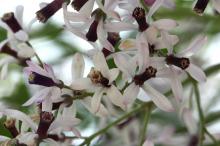 センダン(栴檀)