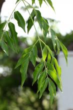 センダン(栴檀)