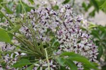 センダン(栴檀)