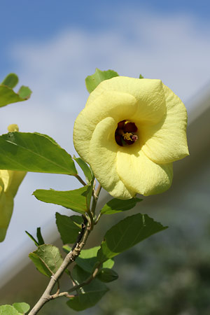 ハマボウ(浜朴)