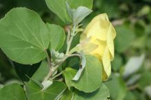 ハマボウ(浜朴)