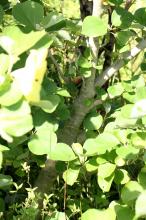 ハマボウ(浜朴)